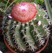 Melocactus zehentneri