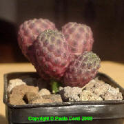 Sulcorebutia rauschi WR289 cv. violacidermis August 06 2003