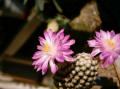Mammillaria theresae flowers