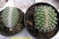 Strombocactus disciformis & Turbinicarpus hoferi  forma cristata