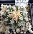 Navajoa peeblesiana Holbrook (pediocactus peeblesianus)