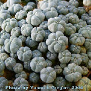 Lophophora williamsii f. caespitosa