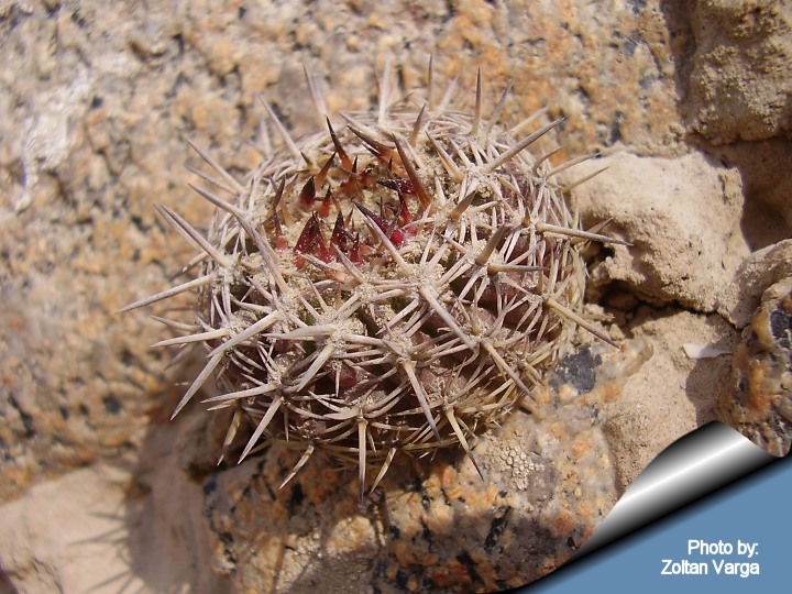 Ислая. Islaya molendensis. Islaya divaricatiflora. Кактус Ислая. Islaya krainziana v.longispina.