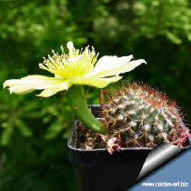 Sulcorebutia tiraquensis var, aguilarii HS220  with a flowers of Opuntia compressa used as grafting stock