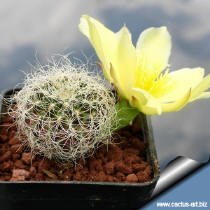 Sulcorebutia gerosenilis KK 2005 with a flowers of Opuntia compressa used as grafting stock