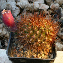 Sulcorebutia tiraquensis var. aguillarii with Opuntia fruit