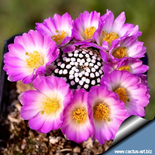 Mammillaria luethyi grafted on Opuntia compressa stock: a profusion of flowers