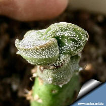 Astrophytum myriostigma cv.Tao (bicostatum)