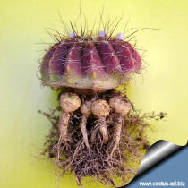 underground shoots from the roots apparatus of Notocactus arecavaletai v. limiticola HU 179