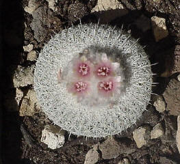 Epithelantha micromeris v. unguispina
