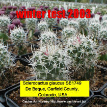 Sclerocactus glaucus SB1749 De Beque, Garfield County, Colorado, USA plants cultivated for the winter test