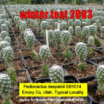 Pediocactus despainii