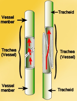vessel cells cell xylem tracheids plant plants element member water tracheid vessels members shape dead root maturity book primary hair