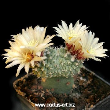 Strombocactus disciformis forma dicotomica