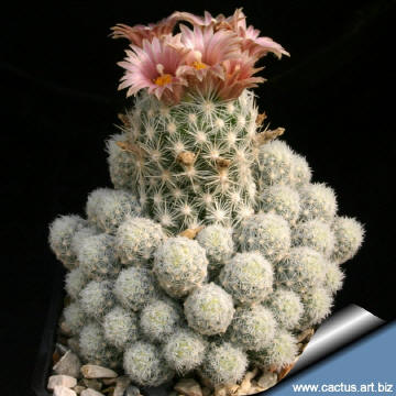 Escobaria sneedii v leei SB397 Eddy Co, NM.