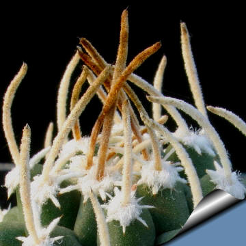 Juvenile pubescent spines of Sclerocactus spinosior var blainei