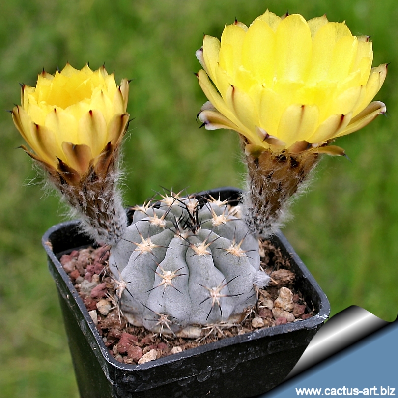 Acanthocalycium glaucum