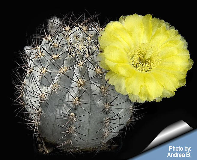Acanthocalycium glaucum