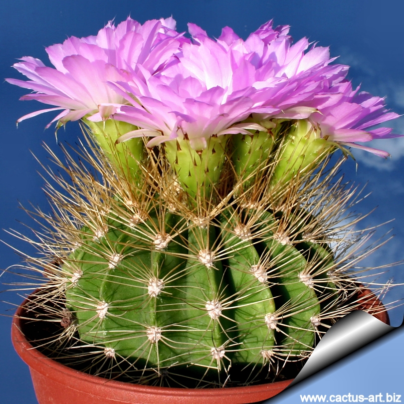 Acanthocalycium violaceum P204 N. Cordoba, Argentina, 1550 m