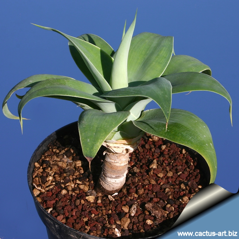 16+ Fox Tail Agave Plant - AkimanaAddyson