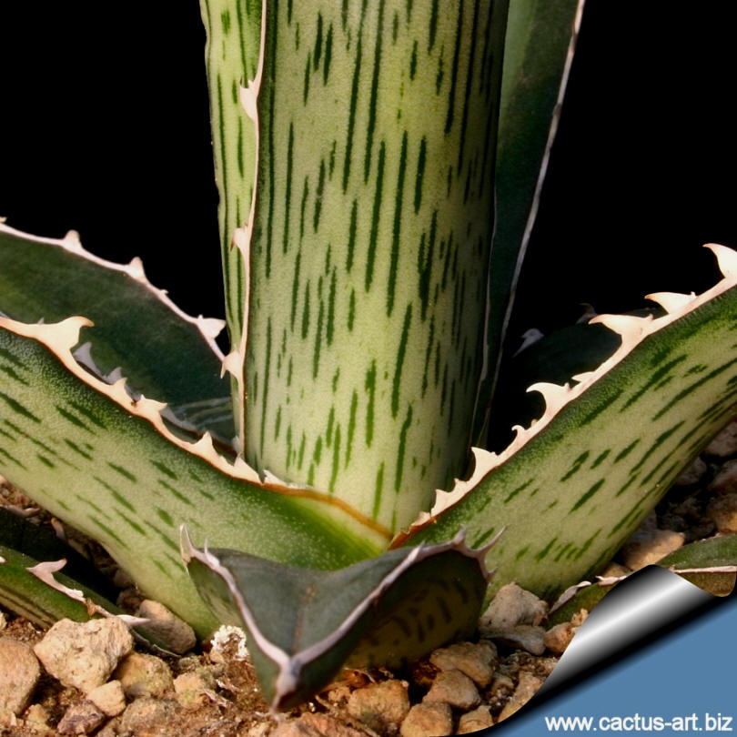 希少Agave difformis 大株 Agave difformis