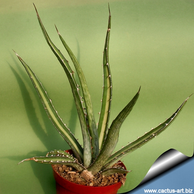 希少Agave difformis 大株 Agave difformis