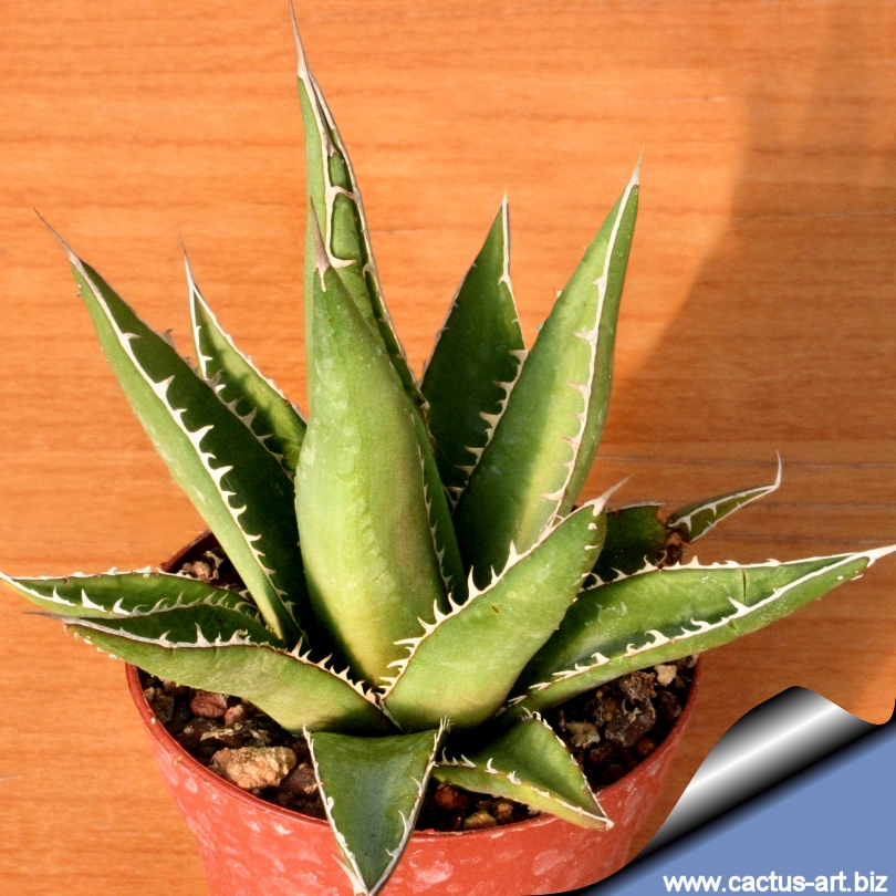 Agave horrida ssp. perotensis