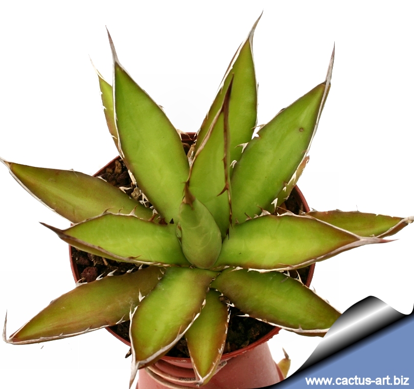 Agave horrida ssp. perotensis