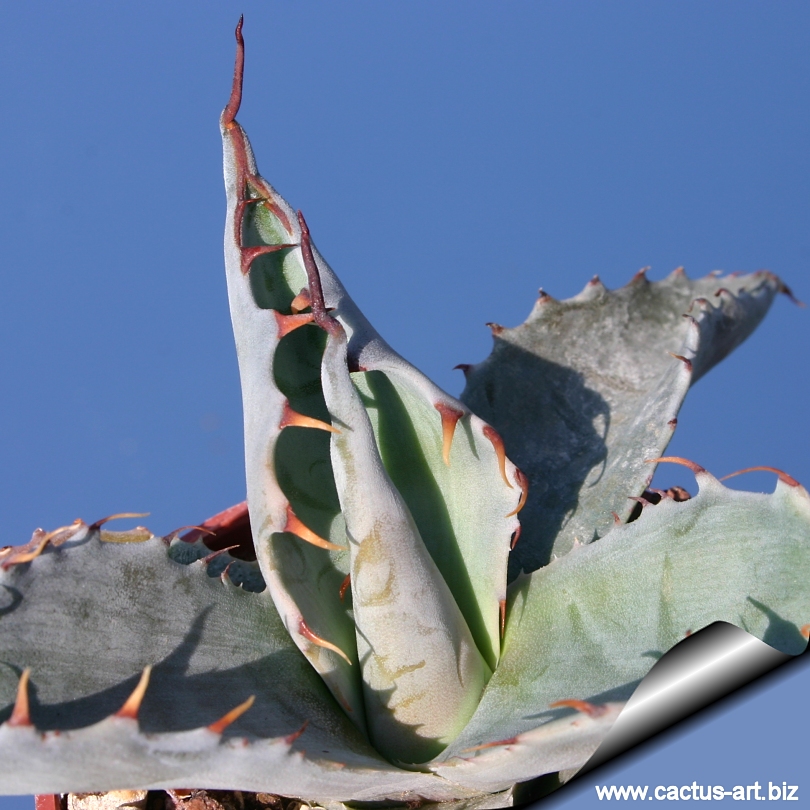 agave parrasana
