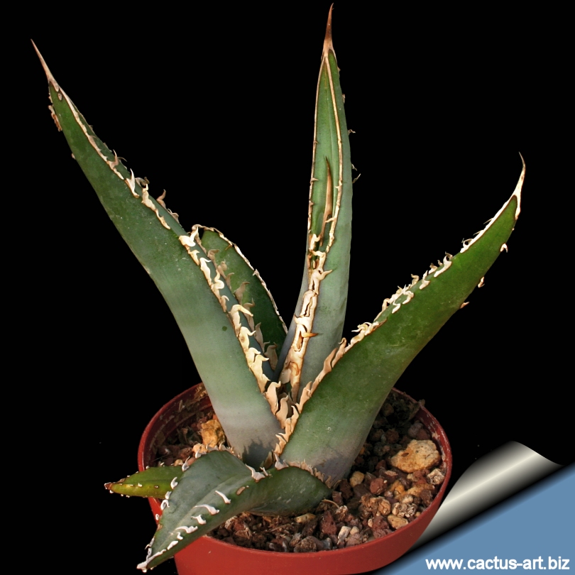 TÌNH YÊU CÂY CỎ ĐV4 - Page 32 Agave_peacockii_tehuacan_810