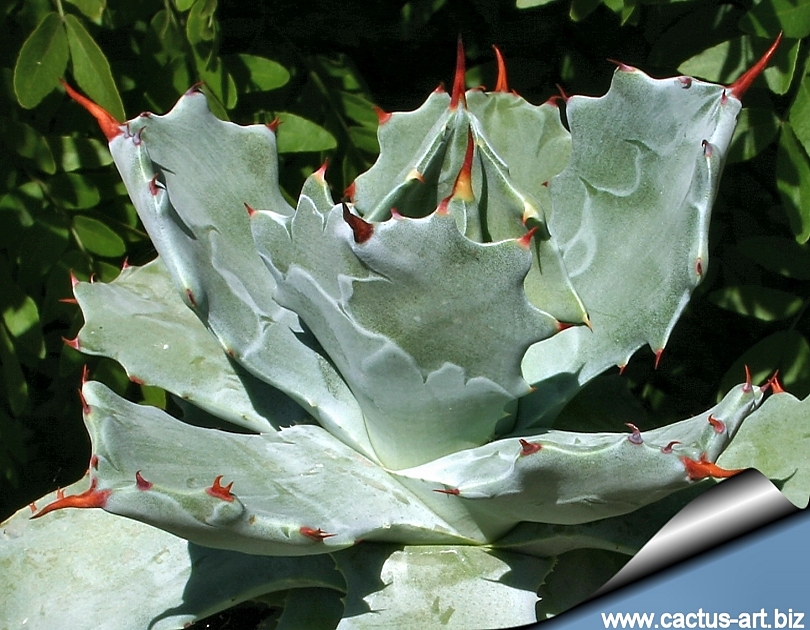 Agave potatorum ver schaffeltii Compacta cactus Succulent plants Home Bonsai 
