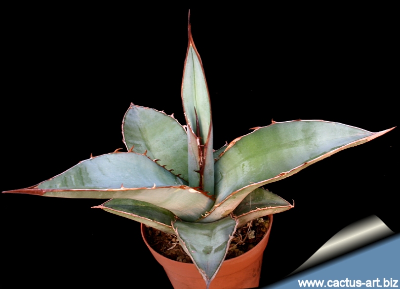 Agave Titanota, exceptional 30cm Wide Agave Oteroi, Hakugei
