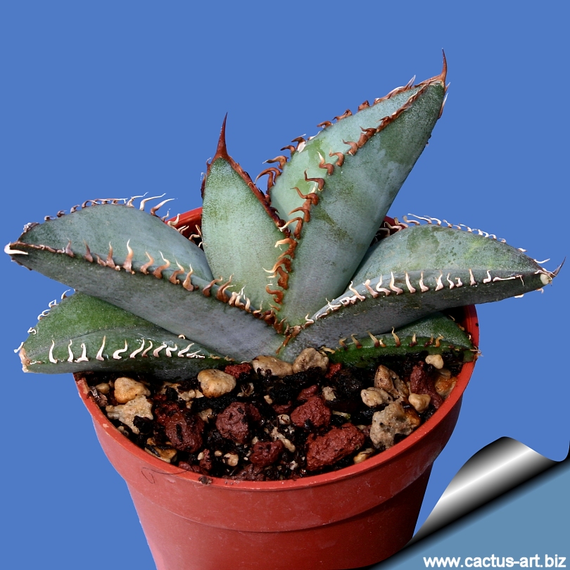 Agave titanota cv RED CATWEAZLE 4-8cm - | eBay