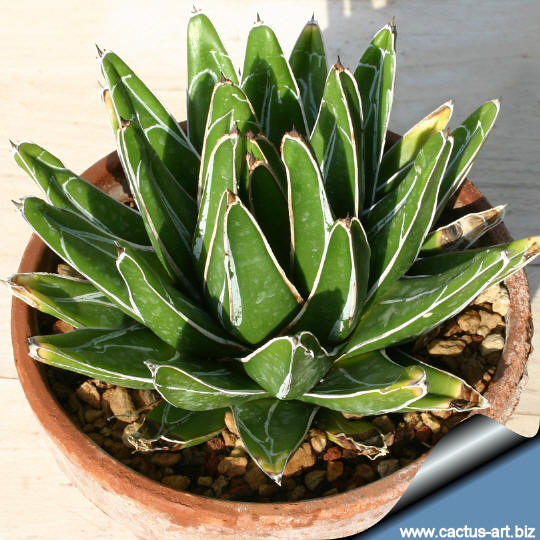 Agave victoria-reginae