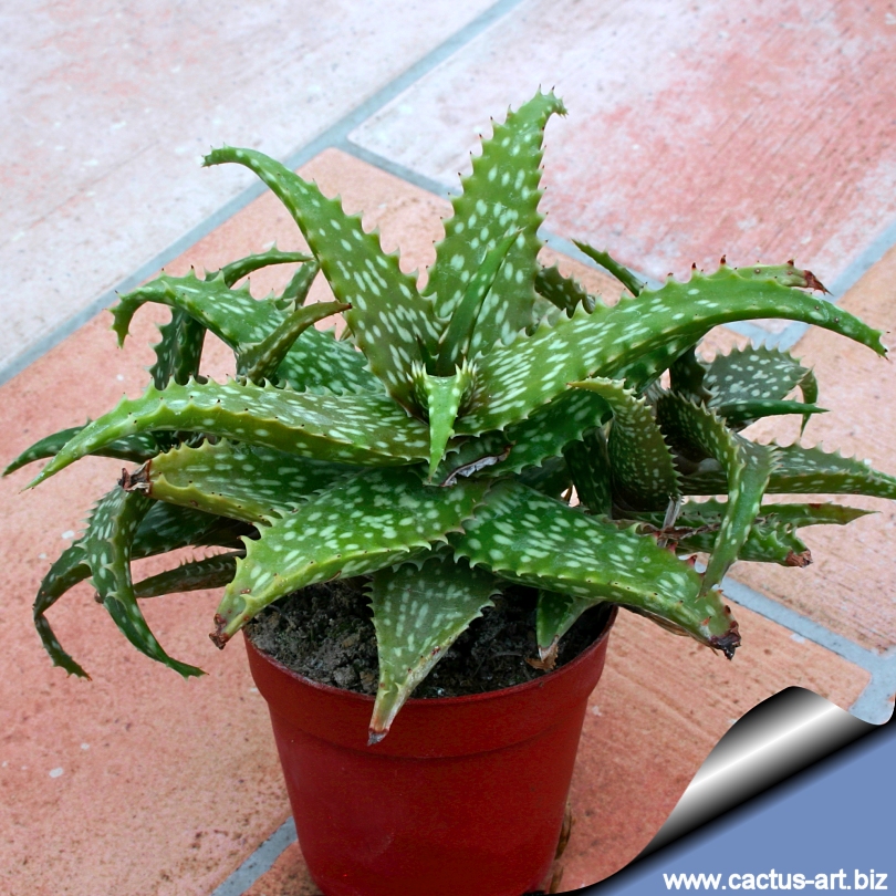 Aloe Dorotheae