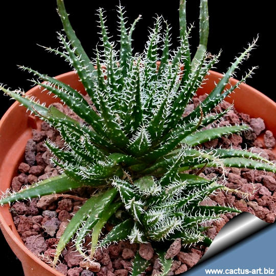 http://www.cactus-art.biz/schede/ALOE/Aloe_haworthioides/Aloe_haworthioides/Aloe_haworthioides_540.jpg