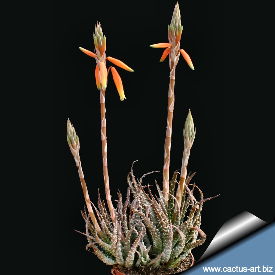 Alöe humilis