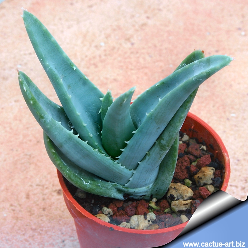 Алоэ с толстыми листьями. Алоэ Aloe krapohliana. Алоэ (Blue Elf). Напротивлистное (Aloe suprafoliata). Алоэ минт страйпес.