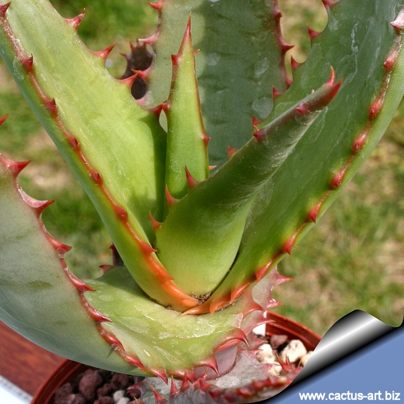 Aloes: Aloe rupestris