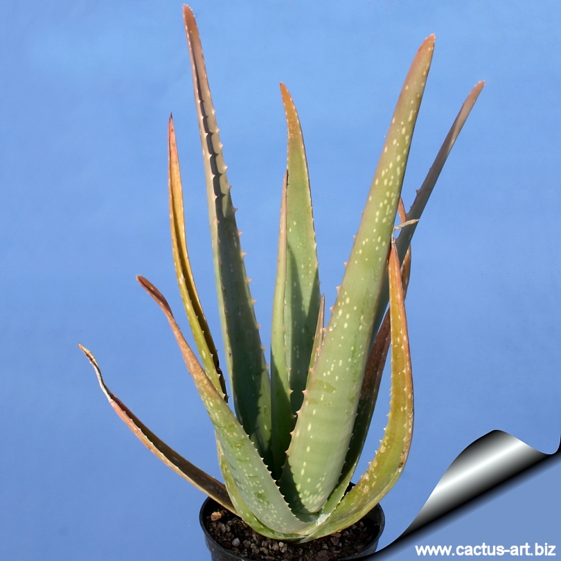 Aloe Vera Barbadensis,Brandkaktus 