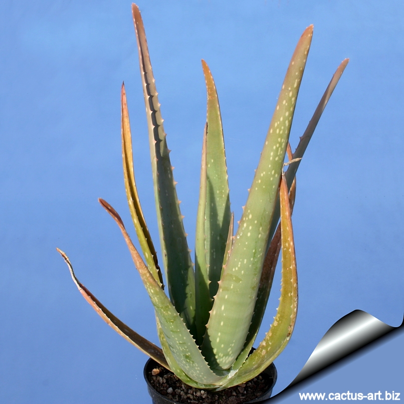 Aloe Vera