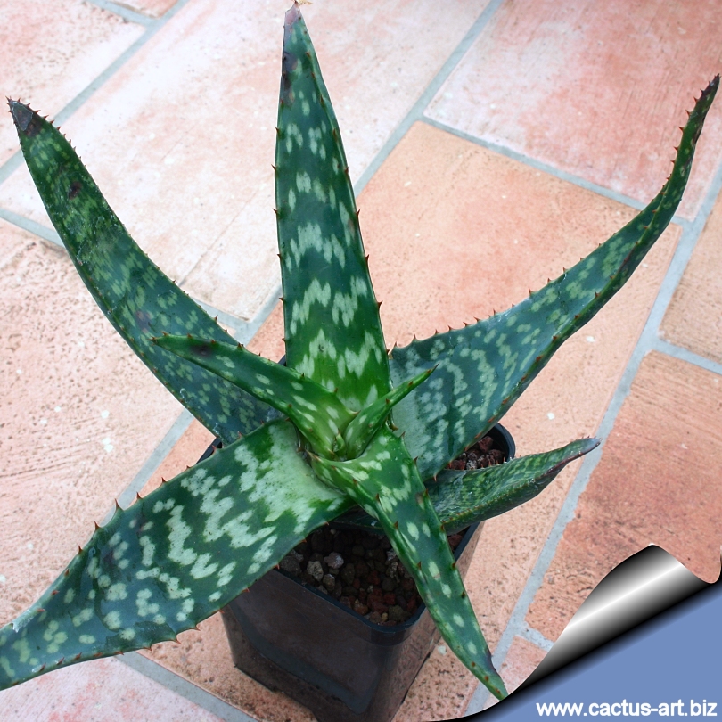 http://www.cactus-art.biz/schede/ALOE/Aloe_zebrina/Aloe_zebrina/Aloe_zebrina_green_810.jpg