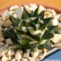 Ariocarpus scapharostrus grafted on Opuntia compressa stock- 2 years old seedling 3cm of diameter 