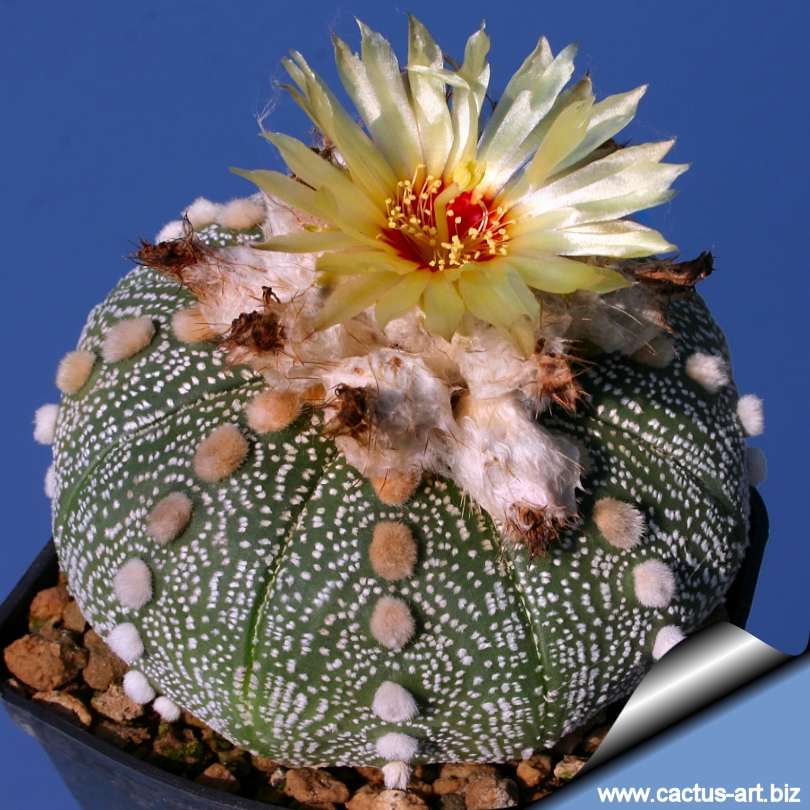 3CM Succulent Cacti Plant Cactaceae Hybrid Astrophytum Asterias Home Garden Rare 