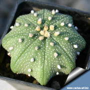 Astrophytum asterias strar shape type