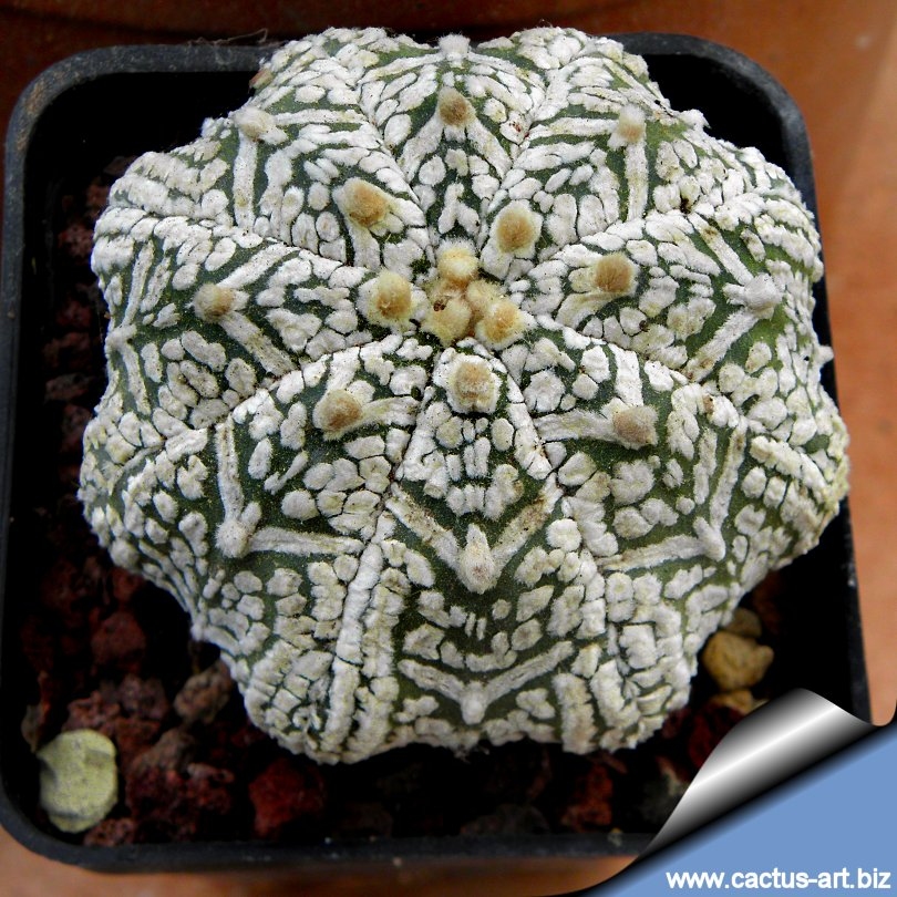 Superkabuto 'Miracle' 100 seeds Astrophytum asterias cv 