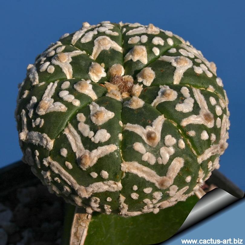 Astrophytum asterias cv Super kabuto V type
