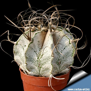 Astrophytum_capricorne_white_3