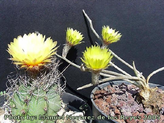 Details about   Astrophytum caput-medusae cactus Cactaceae Garden Decoration flowering Plants 