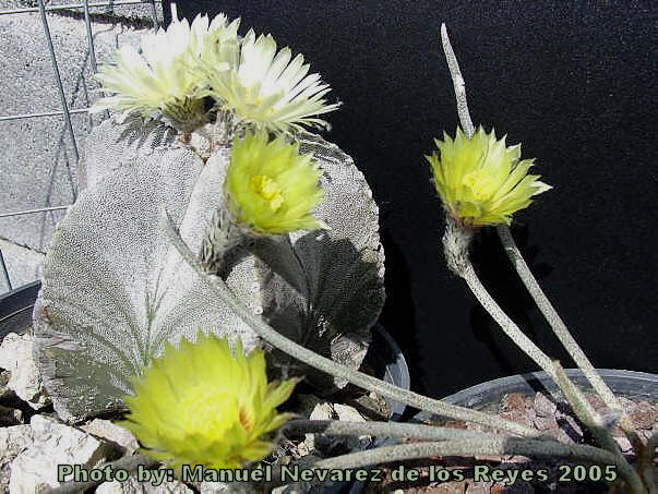 49 Astrophytum caput-medusae　アストロフィツム　カプトメデューサ Astrophytum caput-medusae seedling \u2014 SATURDAYS Succulents